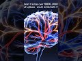 Your Brain Has 100,000 Miles of Blood Vessels