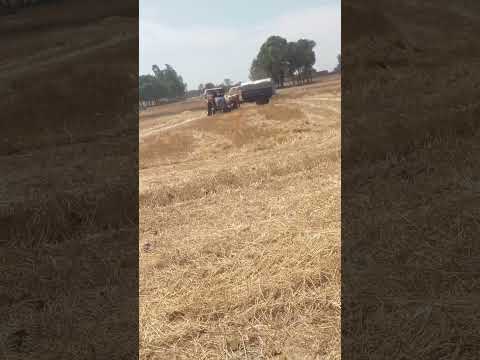 Kisan