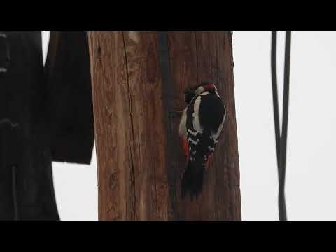 Βίντεο: Ο στικτός δρυοκολάπτης είναι επιδέξιο πουλί