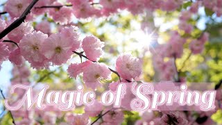 Magic of Spring | 4k Nature Scenic Travel Relaxation Background Atmosphere | Blooming Flowers