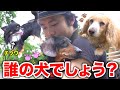 【大集合】フィッシャーズの犬たち3匹で散歩したけど、誰の犬かわかる?