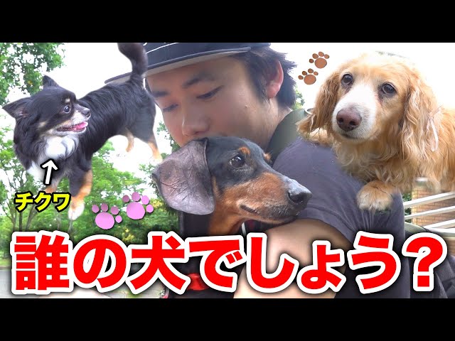 爆笑 チクワに巨大テニスボールをあげたら遊んでくれると思ったのに Litetube