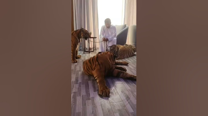 harimau sultan dubai