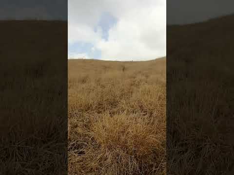 See Mount Aso Kusasenri 草千里, where there's 