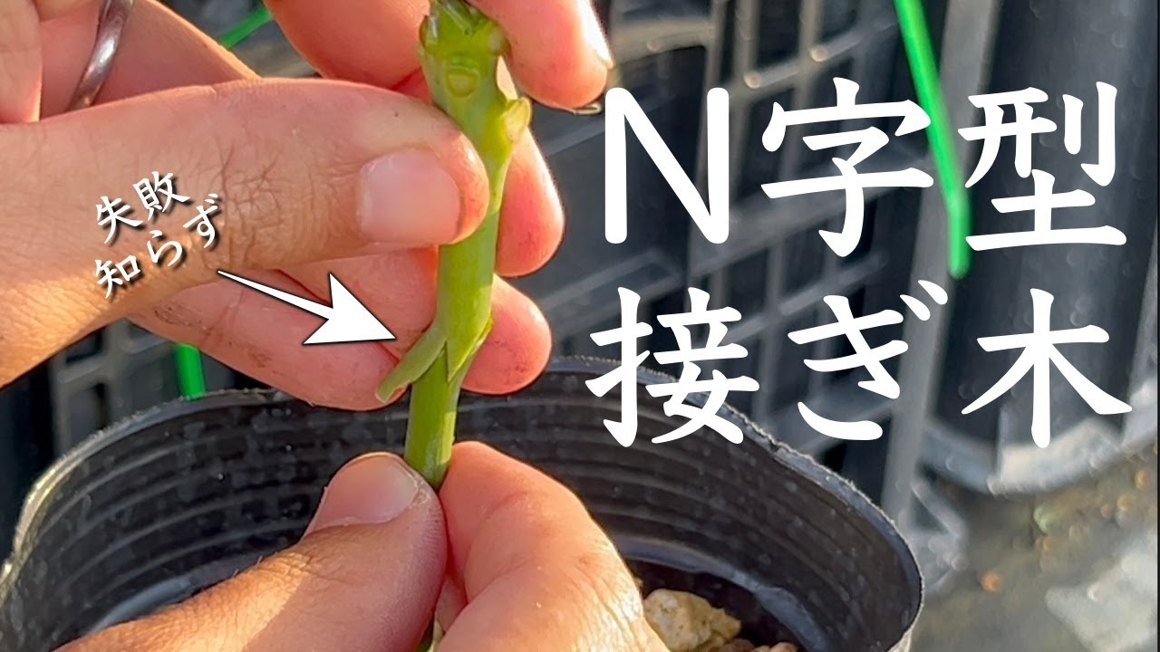 失敗知らず】あまり誰もやってないN字型接ぎ木を紹介します - YouTube
