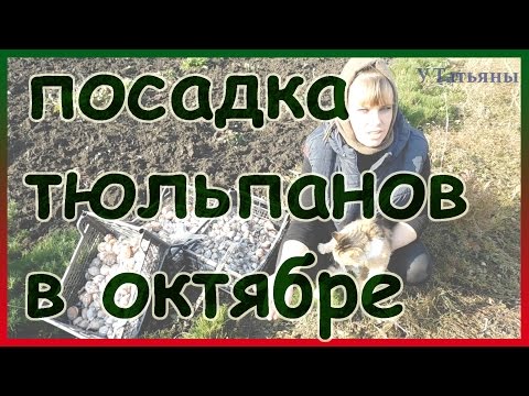Правильная посадка тюльпанов осенью. Как и когда выкапывать и хранить тюльпаны.