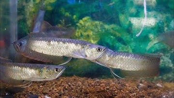 Ngân Long size 18cm 02/04 | Cá Cảnh Nhật Toàn Gò Công 0977022281