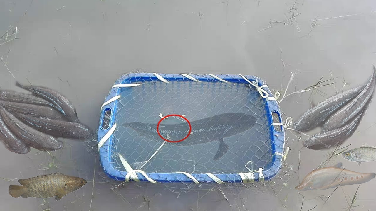 Wow! Amazing Two Boy Creative Fish Trap Using Net Plastic Bottle and Basket To Catch Big Fish