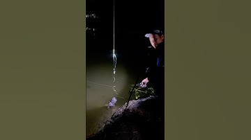 Câu cá tra sông đêm với mồi câu R1 và R3 #camr1 #camr2 #camr3 #mồicâur1 #mồicâur3