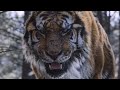 The Tiger 2015 نمر واحد بس مفيش اي حد عارف يقتله