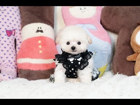 小さなトイプードル可愛いティーカッププードルホワイト男の子 2911 Youtube