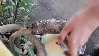 Celebrity Plant Propagation - Marcotting Wealth