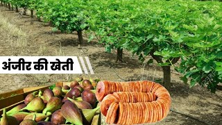 करोड़ों का मुनाफा | Anjeer ki kheti | Fig farming | Dry fruits Anjeer | Anjeer ki kheti kaise karen