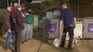 British Wool - shearing training and best practice