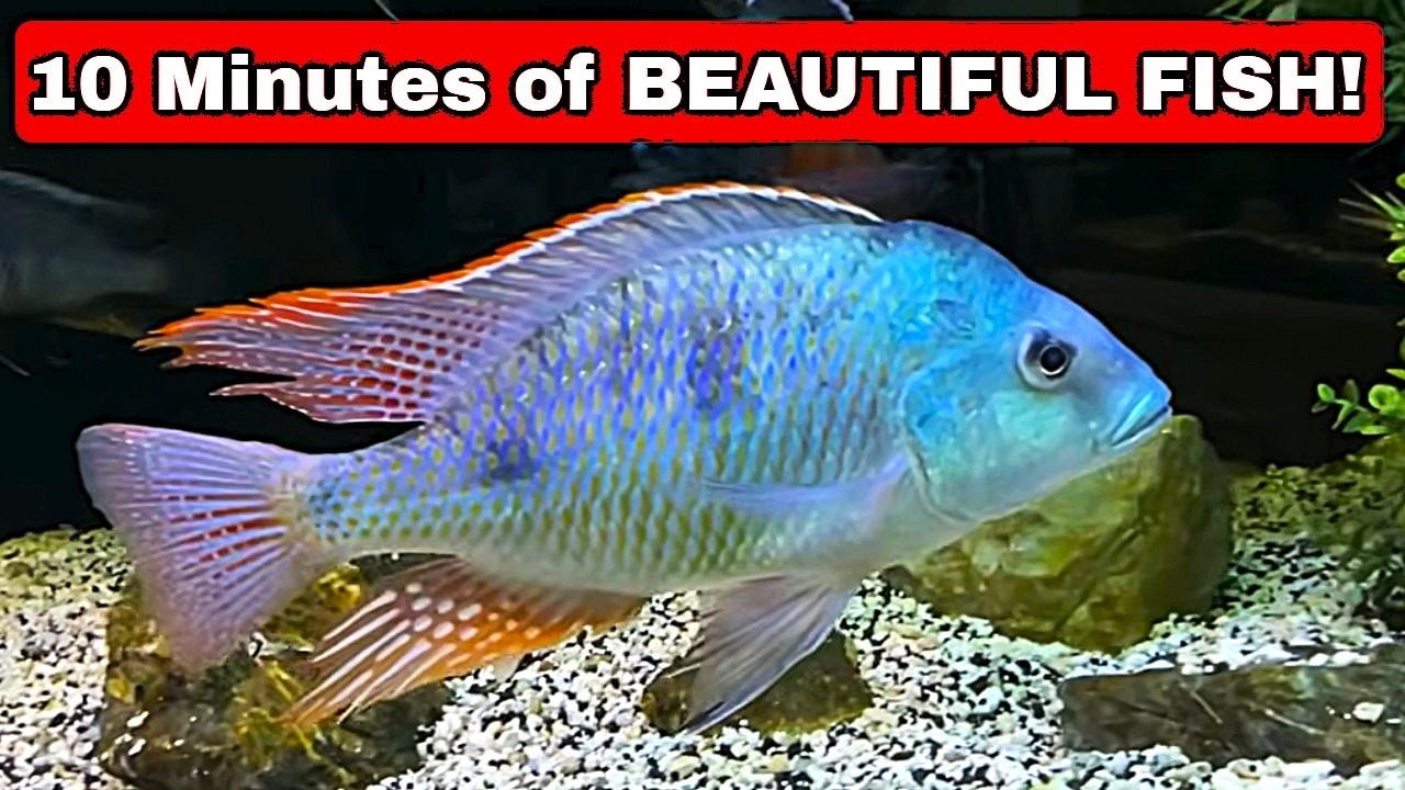 No DRAMA, No Tech Talk ... Just BEAUTIFUL Fish!