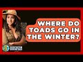 Where Do Toads Go In The Winter? - Ecosystem Essentials