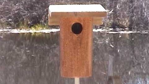 Bluebirds at PVC nestbox from NestBoxKits.com