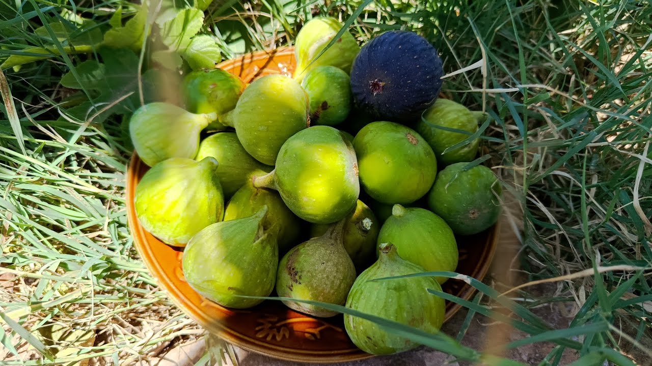 بداية نضج التين