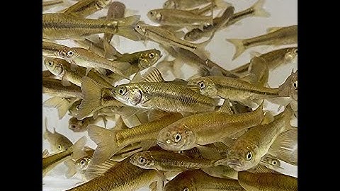 How I keep my minnows / shiners alive in between fishing trips