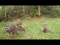 エゾシカとアライグマはトレイルカメラに興味があるようです【北海道の野生動物】トレイルカメラで観察