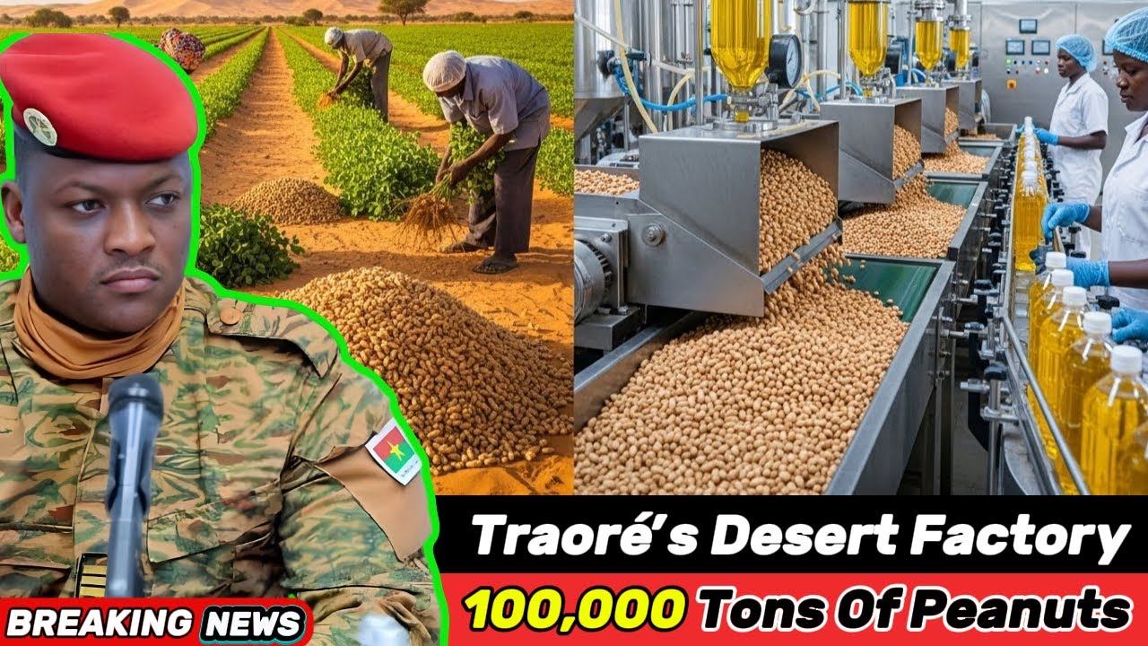 What’s REALLY Behind Traoré’s 100,000 Tons of Desert Peanuts and Peanut Oil Rebuilding the Sahel?
