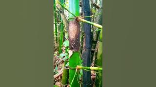 Luar Biasa!!! Bambu Petuk 30 Miliar Ditemukan