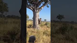 Celebrity In its scrambling haste to get what was left of a zebra up a tree to safety, this leopard lost its Profile