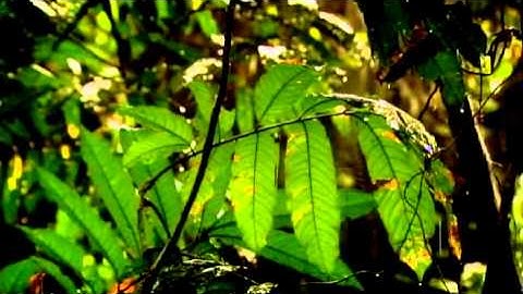 BBC The Link Uncovering Our Earliest Ancestor