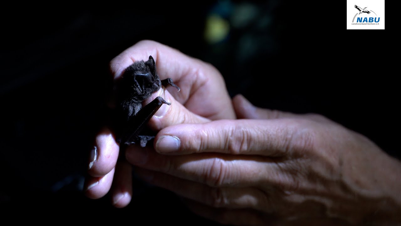 Jäger der Nacht - Fledermäuse bestimmen mit dem NABU Sachsen