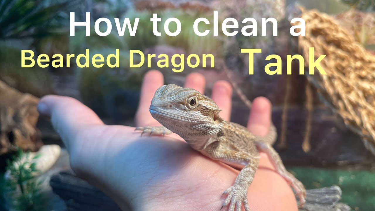How to clean a Bearded Dragon Tank