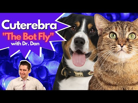 Video: Hva er cuterebra hos hunder?