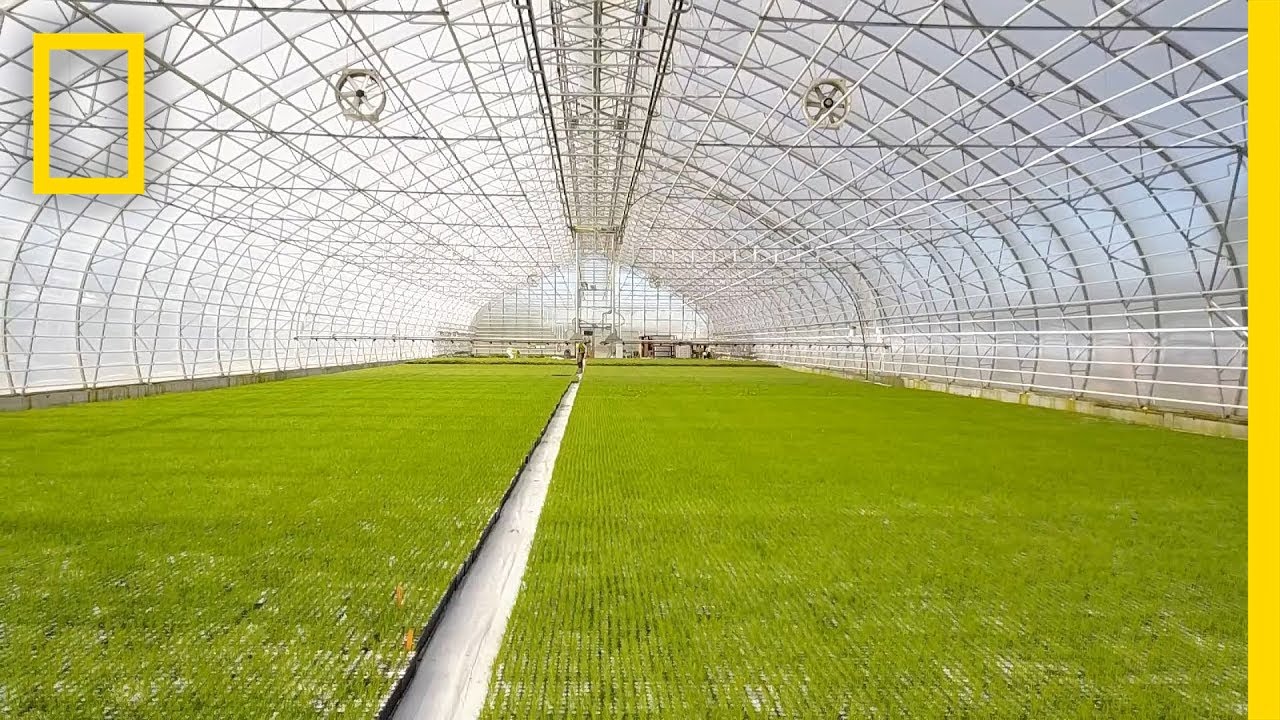 Iceland Is Growing New Forests for the First Time in 1,000 Years | Short Film Showcase