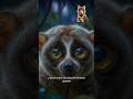 “El Loris Lento: El primate más tierno… y venenoso del mundo”#historia #viral