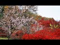 桜紅葉 白鳥英美子 Toi et Moi 埼玉 城峯公園 冬桜