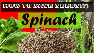 How To Save Spinach Seeds For Organic Gardening Harvest Spinach Seeds Palak Ke Beej