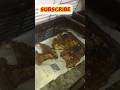 Pegaseus fish grilled in restaurant #fishing #fishlovers #peshawar #fish #fishlove #bioflocsystem