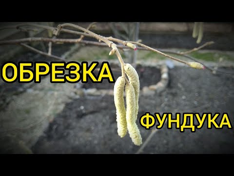 ОБРЕЗКА ФУНДУКА весной