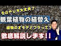 観葉植物の植替え　小型観葉だけでなく大型観葉のやり方も解説しております