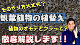 観葉植物の植替え　小型観葉だけでなく大型観葉のやり方も解説しております