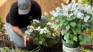 Planting a Stunning Lilac and Rose!  || Visit Our Garden