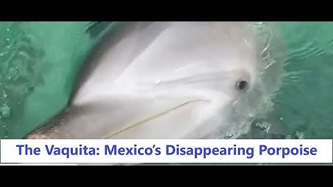 The Vaquita: Mexico’s Disappearing Porpoise