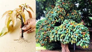 How to grow Miazaki mango tree from cutting || Grafting miazaki mango tree in other mango plants