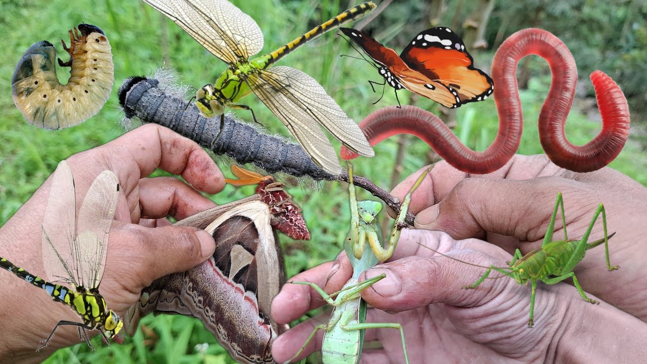 Catch wormy, larva, dragonfly, caterpillar, mantis, grasshopper, giant moth