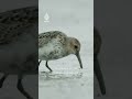 10 ملايين طائر تغزو شاطئ بحر وادن سنويا