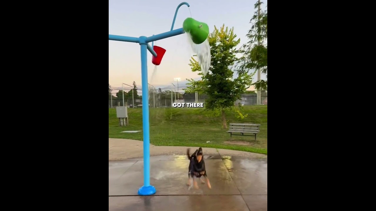 The Happiest Dog After the Rain  ❤️