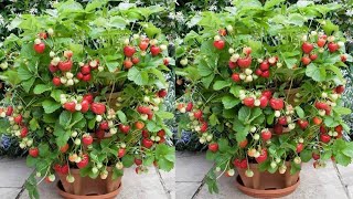 No need for a garden, Growing Strawberries at home is very easy and a lot of fruit