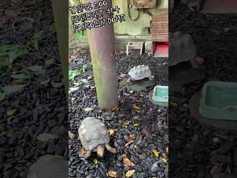 🇹🇼 穿山甲館 The Pangolin Dome at Taipei Zoo 臺北動物園 #shorts