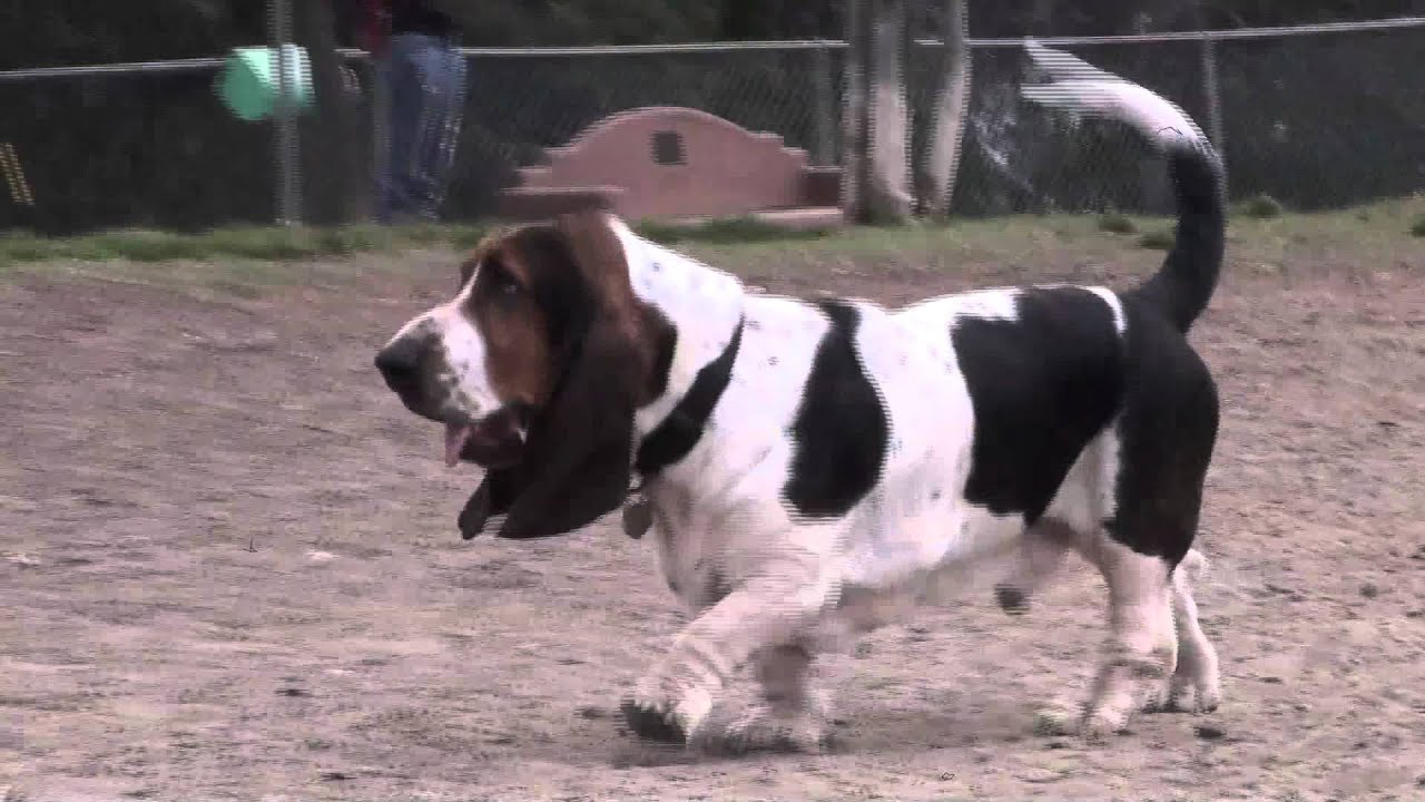 Basset Hound Dog Breed Guide Information And Pictures