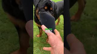 La VERDAD DE LOS ROTTWEILERS #curiosidades