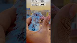 Khatarnak high flyer pigeon  ☠️#kabutarbazi #kabootar #pigeonlover #ytshorts